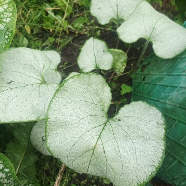 превью изображения отзыва