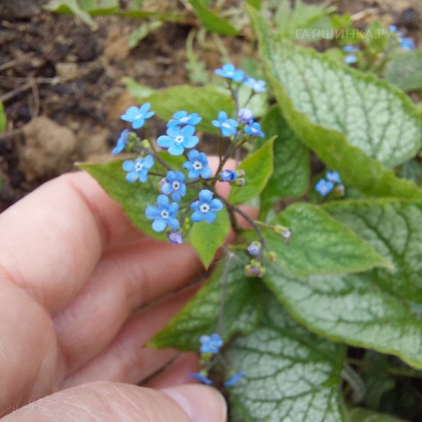 превью изображения отзыва