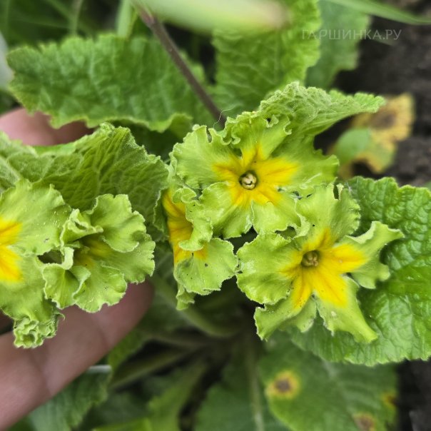 превью изображения отзыва