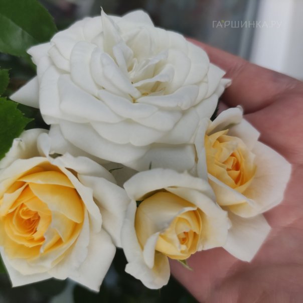 превью изображения отзыва