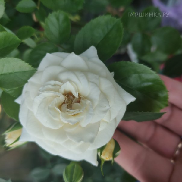 превью изображения отзыва