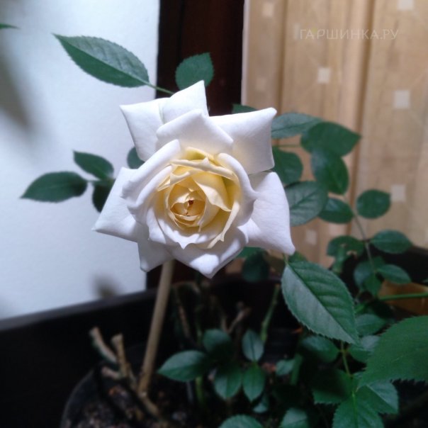 превью изображения отзыва