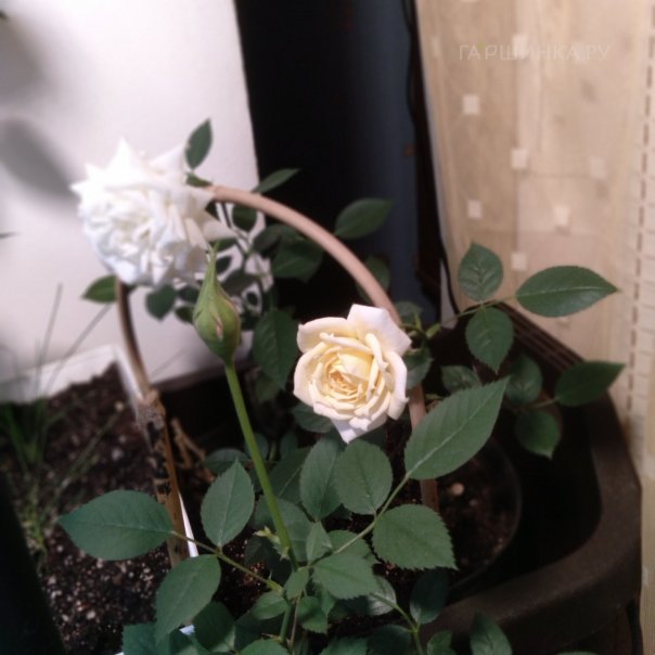 превью изображения отзыва