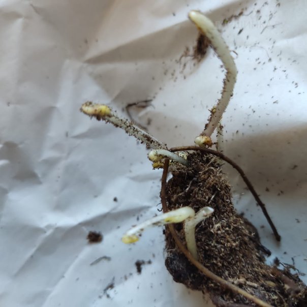 превью изображения отзыва