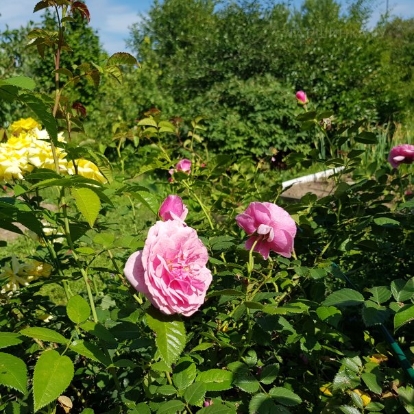 превью изображения отзыва