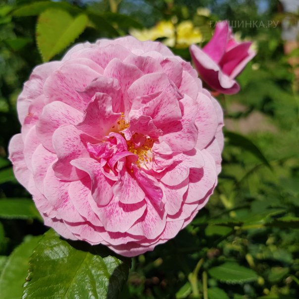 превью изображения отзыва