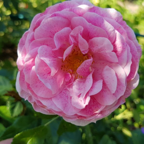 превью изображения отзыва