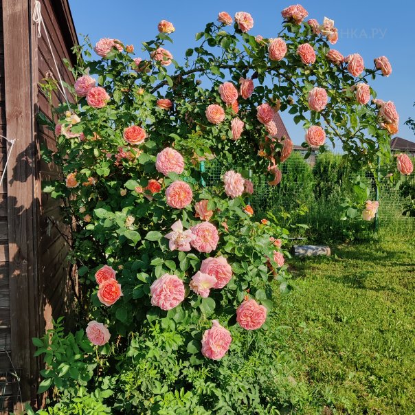 превью изображения отзыва