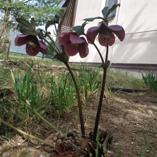 превью изображения отзыва