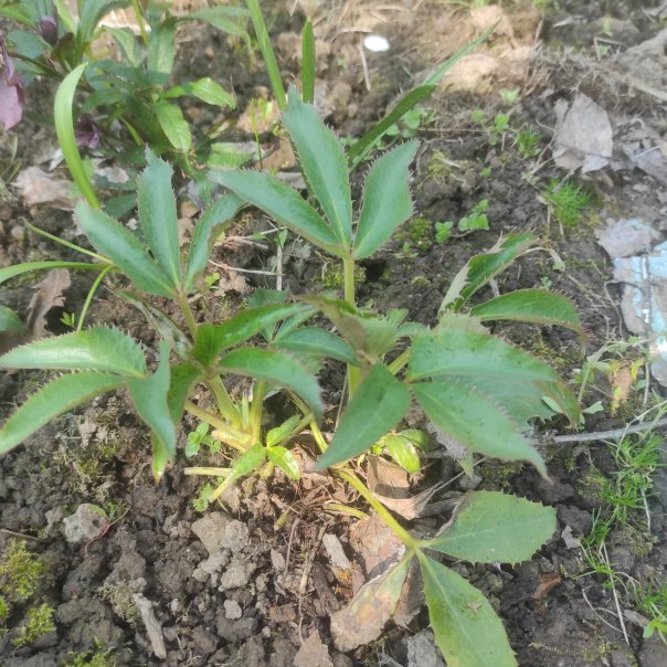 превью изображения отзыва