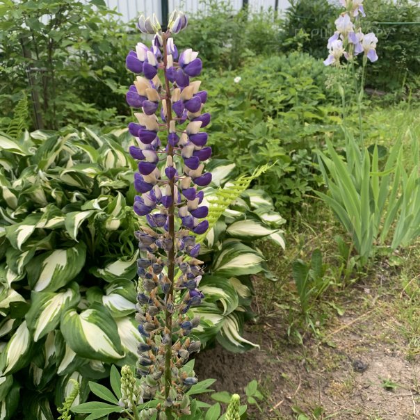 превью изображения отзыва