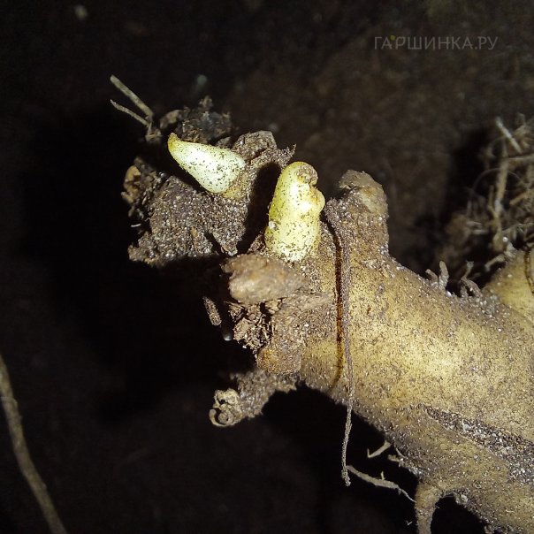 превью изображения отзыва