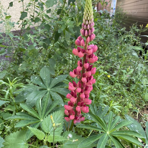 превью изображения отзыва