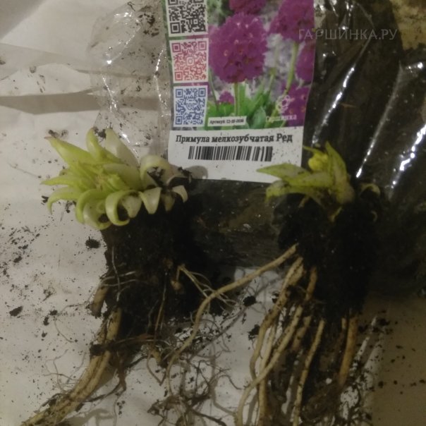 превью изображения отзыва