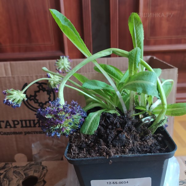 превью изображения отзыва