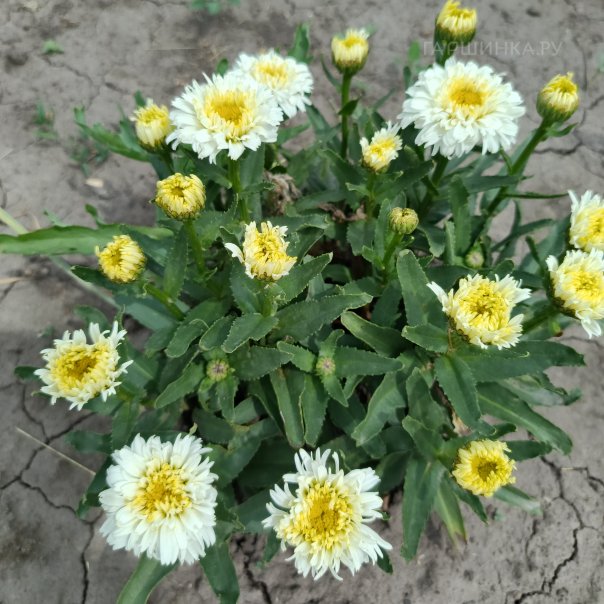 превью изображения отзыва