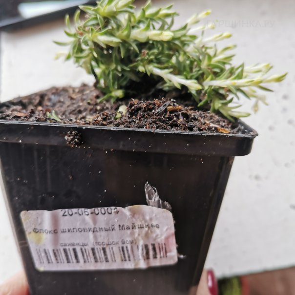 превью изображения отзыва