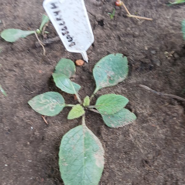 превью изображения отзыва