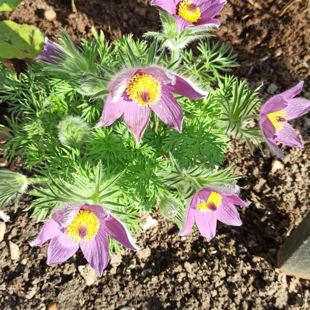 превью изображения отзыва