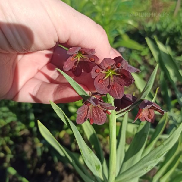 превью изображения отзыва