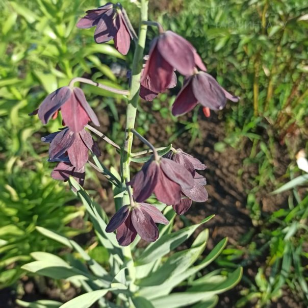 превью изображения отзыва