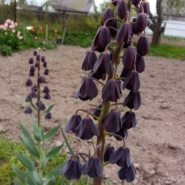 превью изображения отзыва