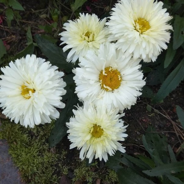 превью изображения отзыва