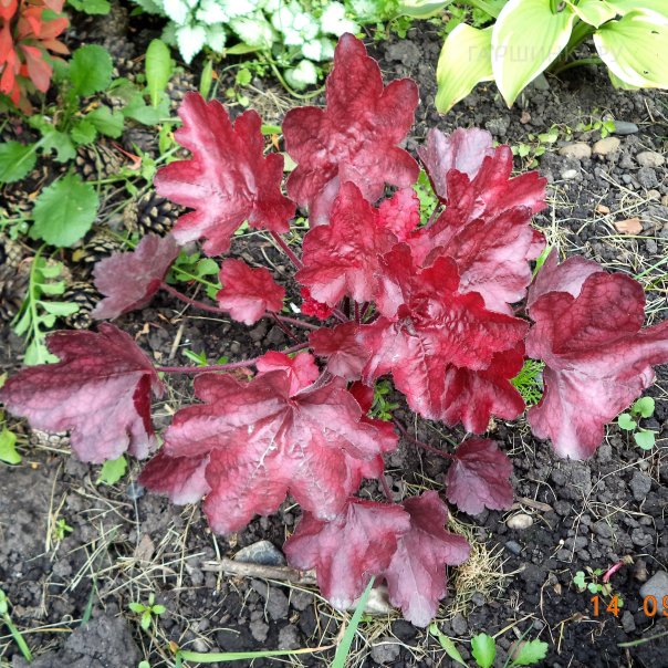 превью изображения отзыва