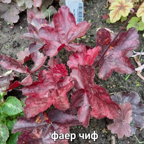 превью изображения отзыва