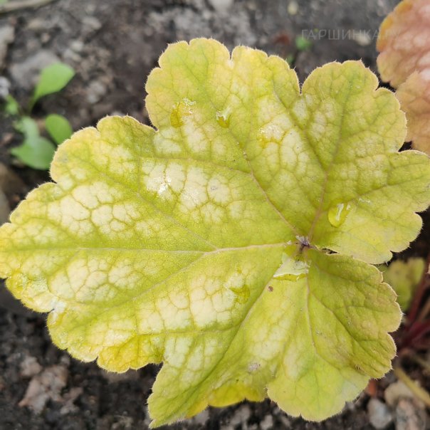 превью изображения отзыва