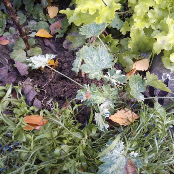 превью изображения отзыва