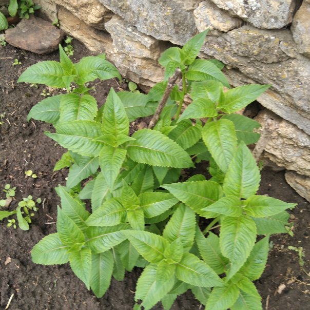 превью изображения отзыва