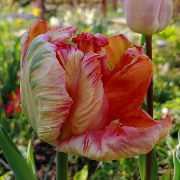 превью изображения отзыва