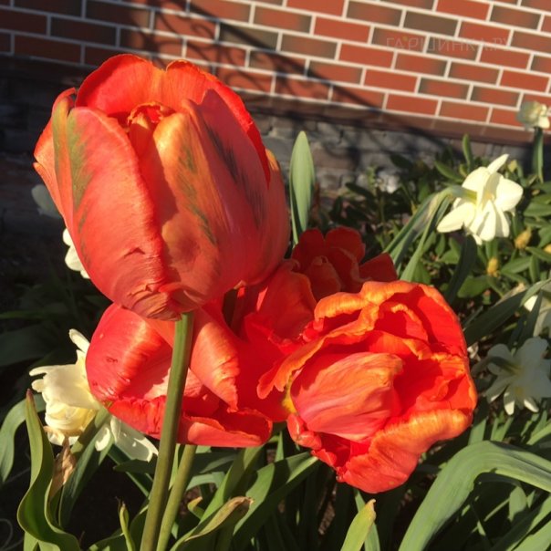 превью изображения отзыва