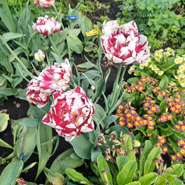 превью изображения отзыва