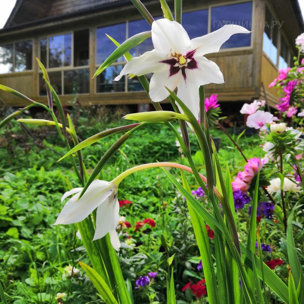 превью изображения отзыва