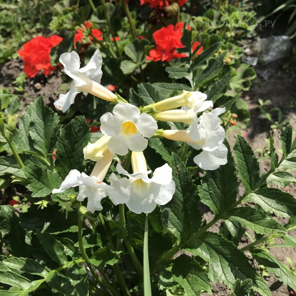 превью изображения отзыва