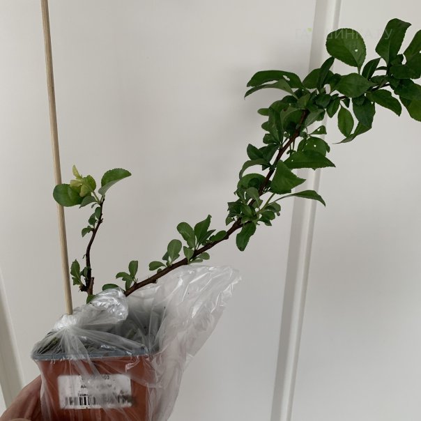 превью изображения отзыва