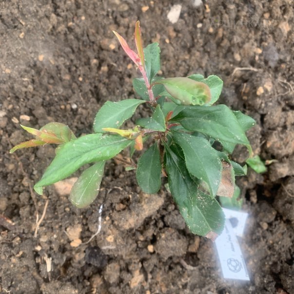 превью изображения отзыва