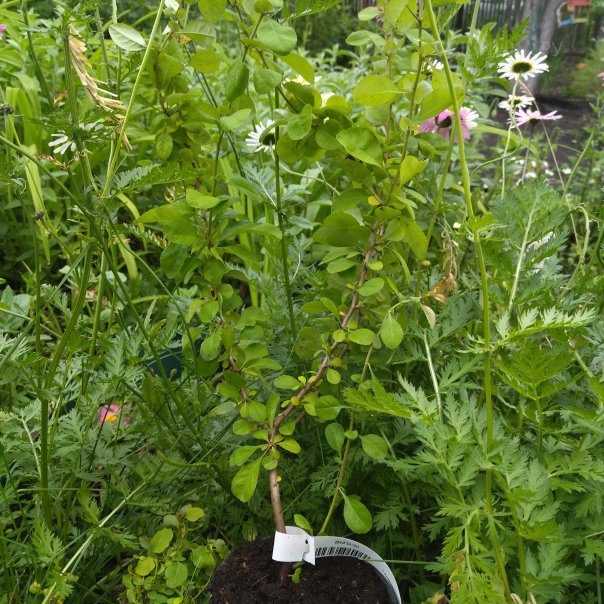 превью изображения отзыва