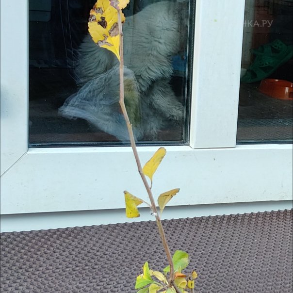 превью изображения отзыва