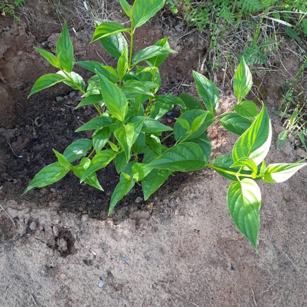 превью изображения отзыва