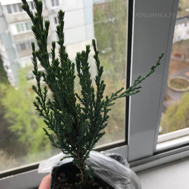 превью изображения отзыва