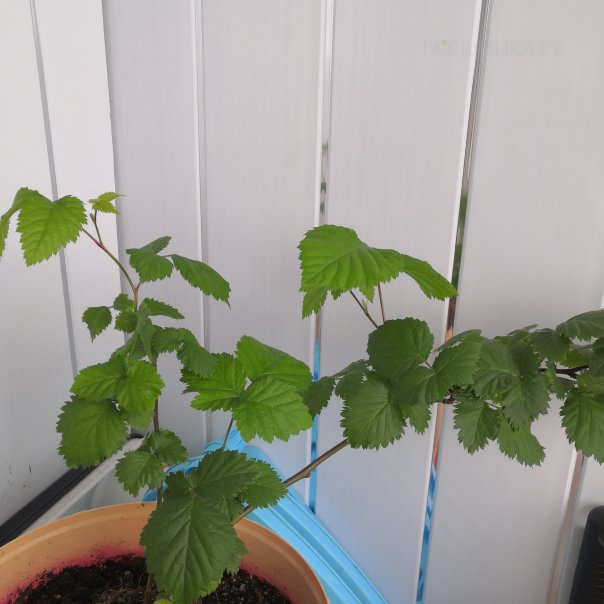 превью изображения отзыва