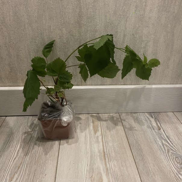 превью изображения отзыва