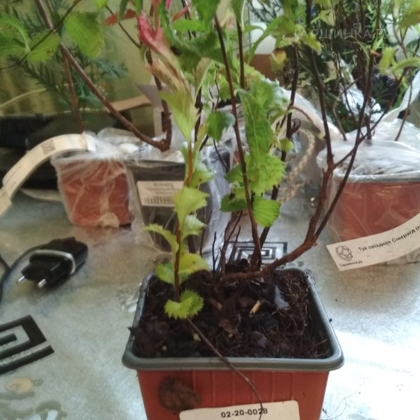 превью изображения отзыва