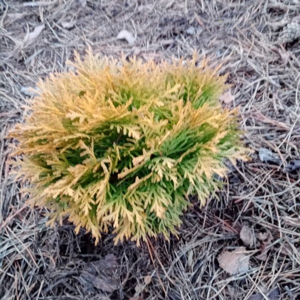 превью изображения отзыва