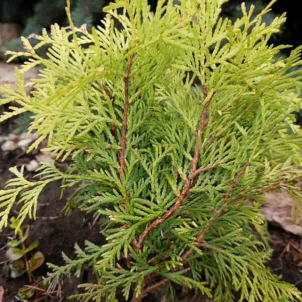 превью изображения отзыва