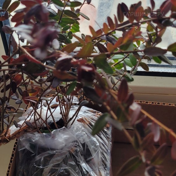 превью изображения отзыва