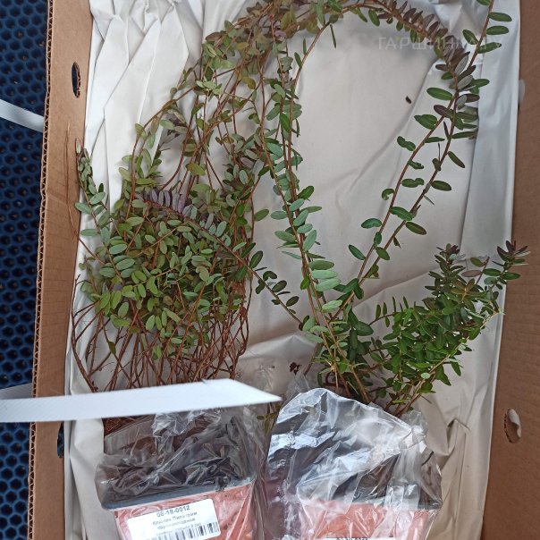 превью изображения отзыва